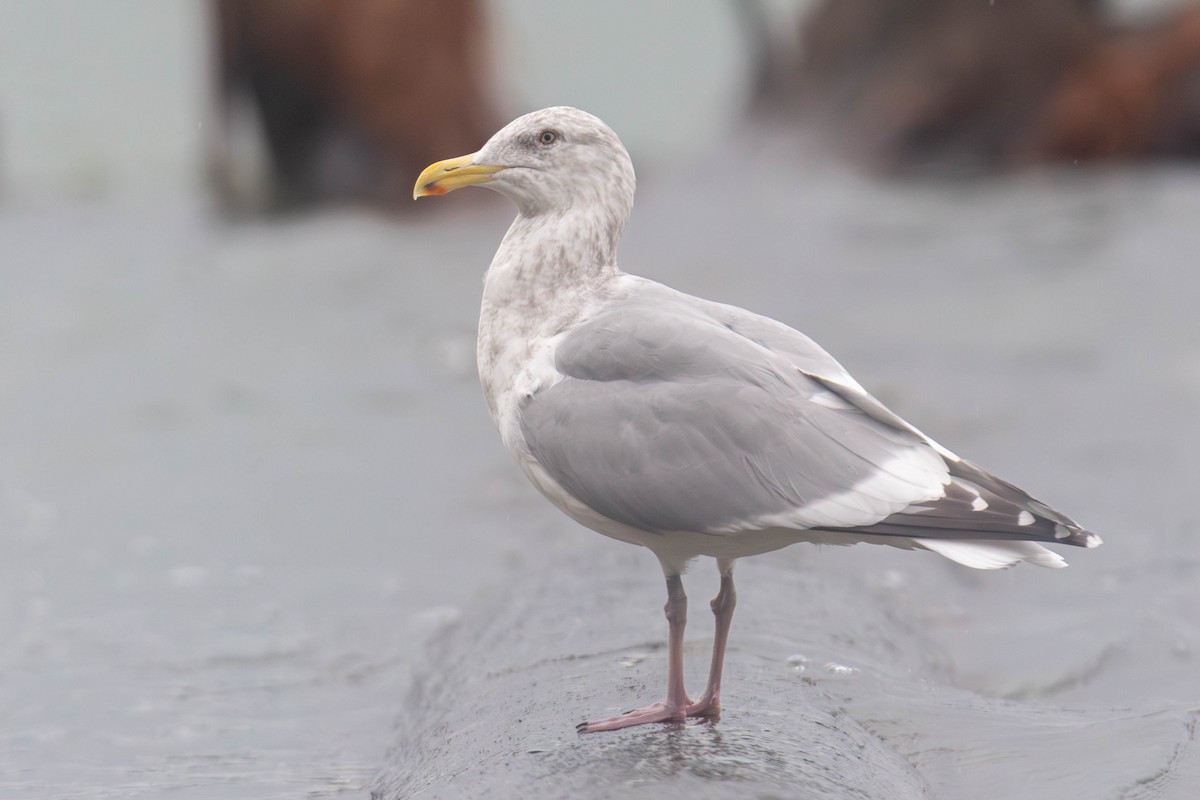 American Herring Gull - ML647335206