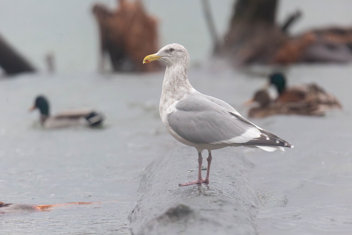 American Herring Gull - ML647335207