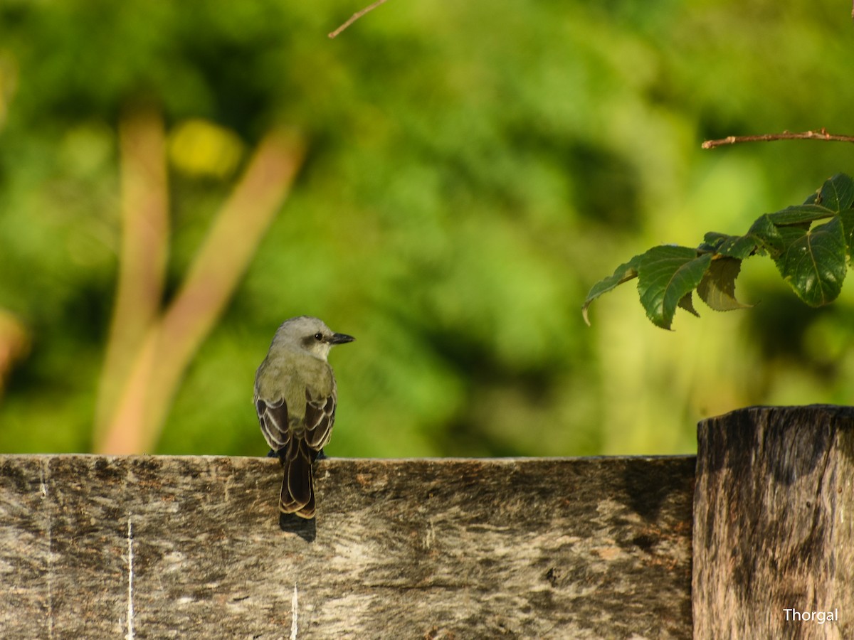 Tropical Kingbird - ML647335213