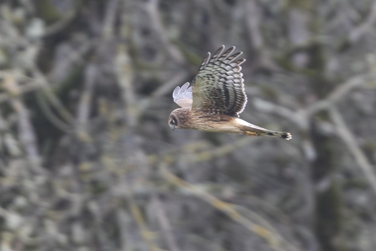 Mirotz zuri iparramerikarra - ML647335214