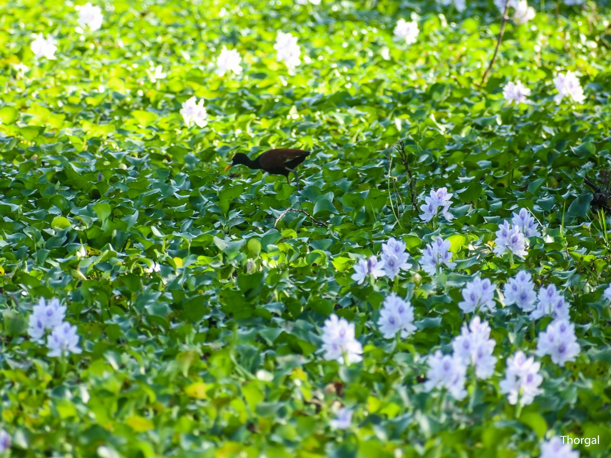 Northern Jacana - ML647335228