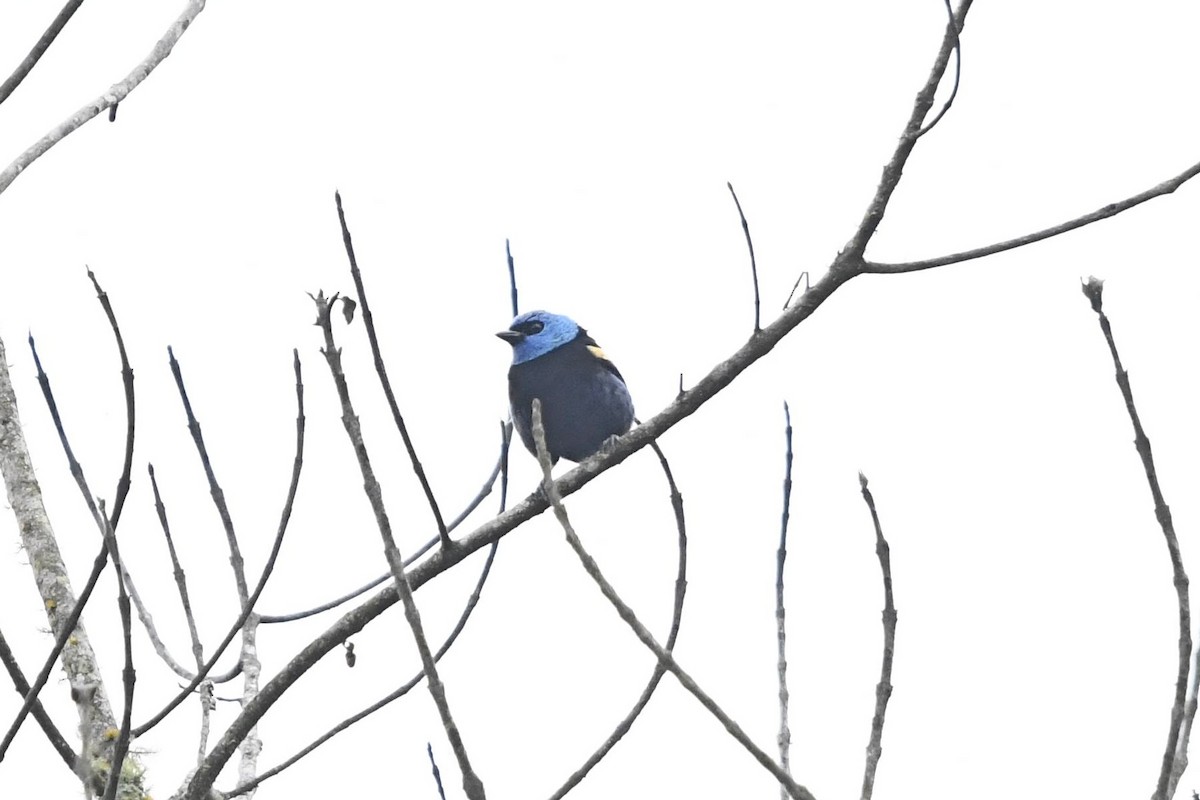 Танагра блакитношия - ML647335229