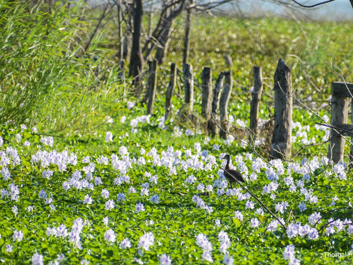 Dendrocigna beccorosso - ML647335232