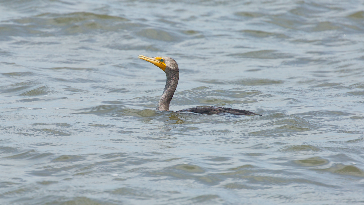 Double-crested Cormorant - ML647335236