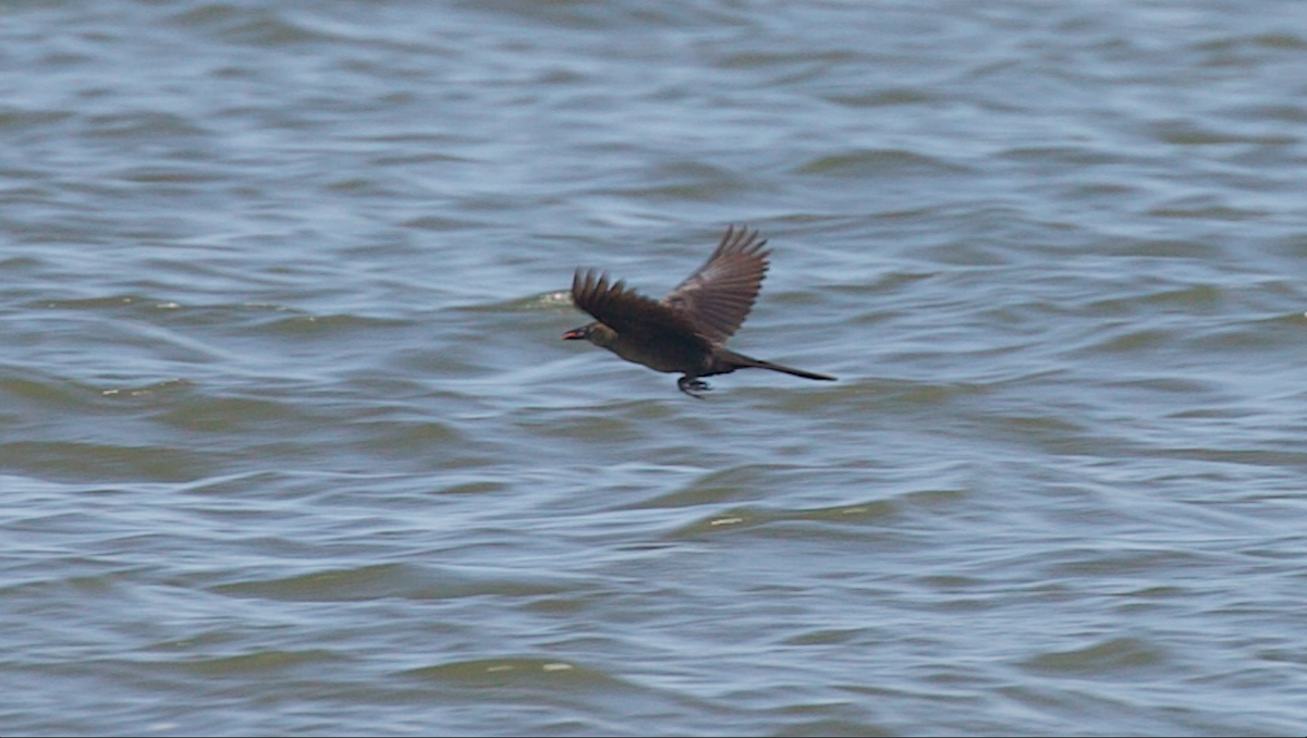 Great-tailed Grackle (Great-tailed) - ML647335237