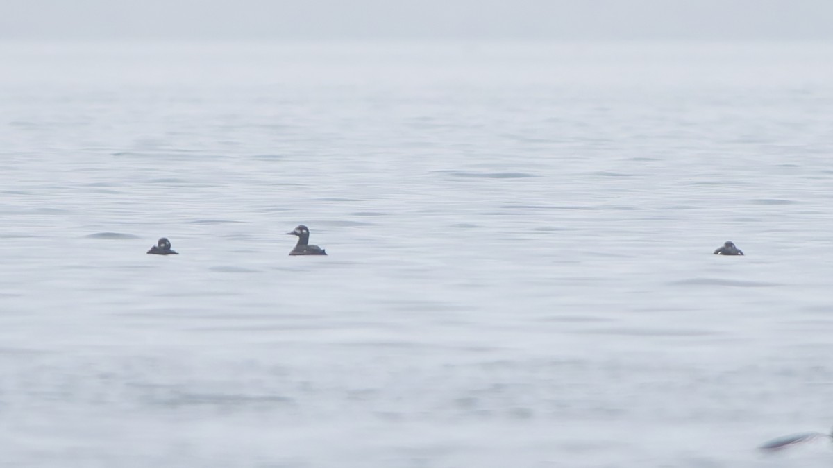 Samtente - ML647335238