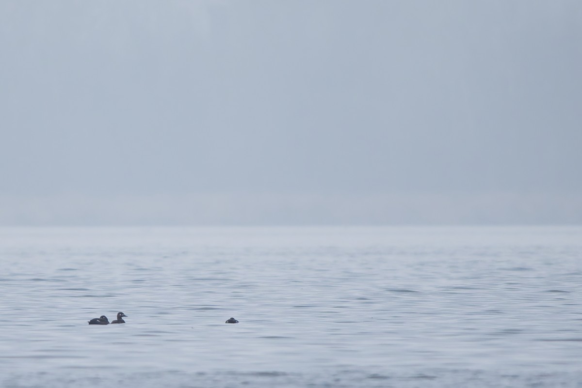 Samtente - ML647335239