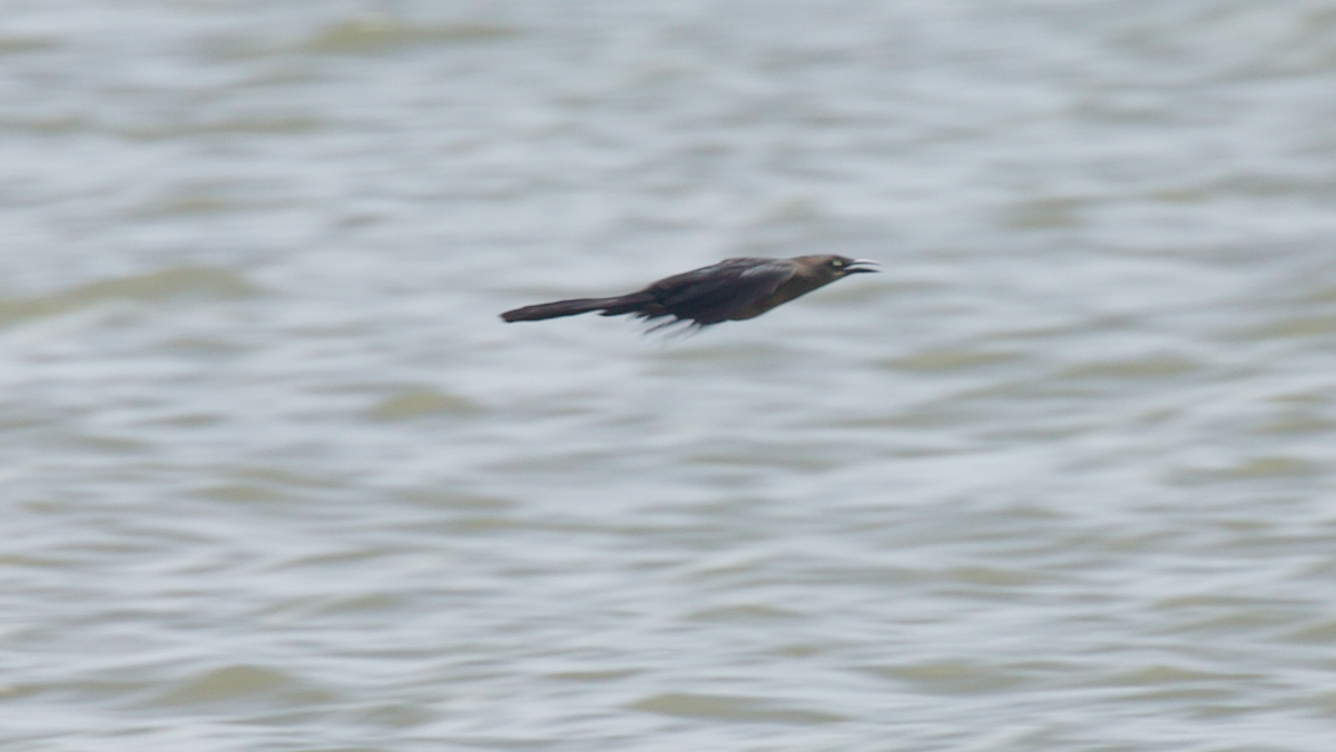 Great-tailed Grackle (Great-tailed) - ML647335243