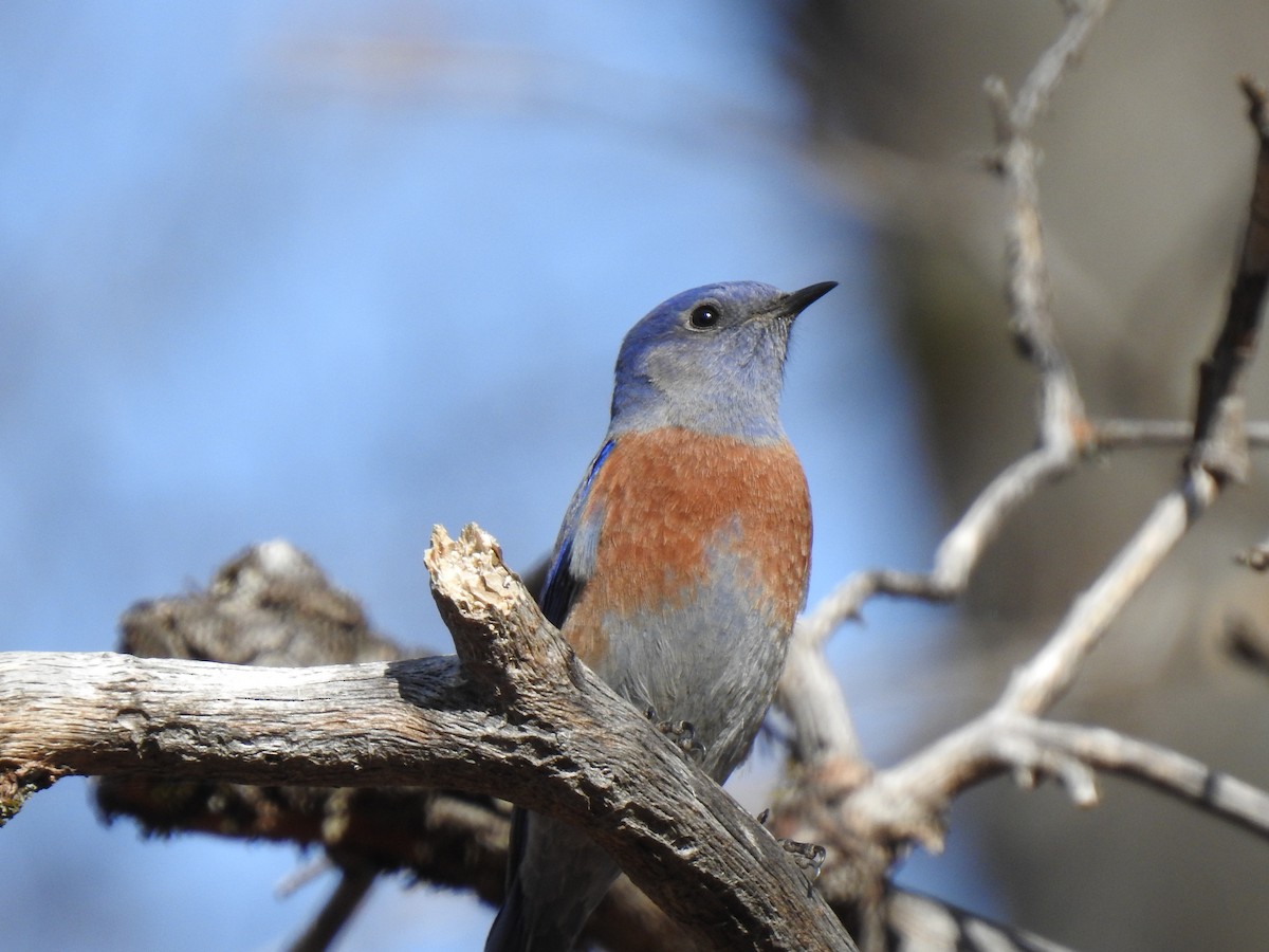 salašník západní - ML647335245