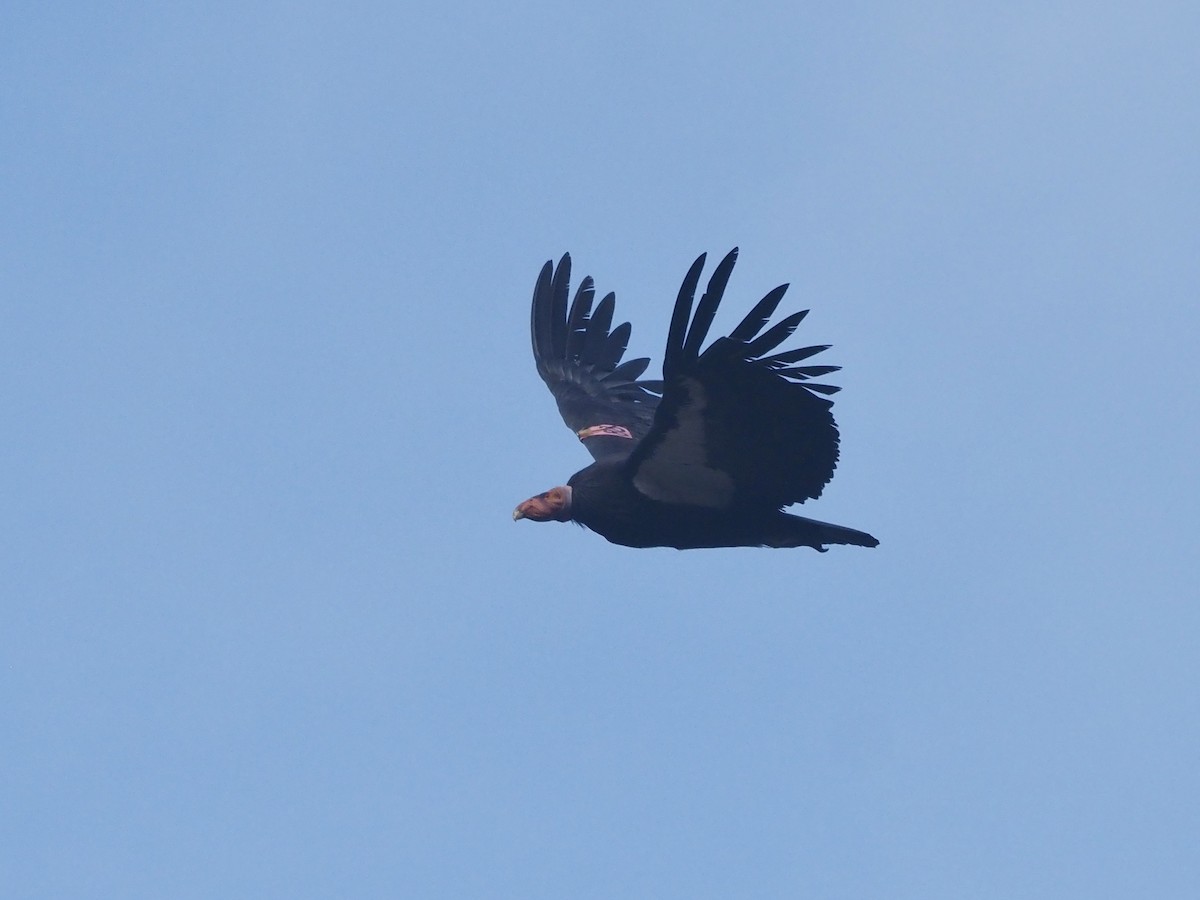 California Condor - ML647335254