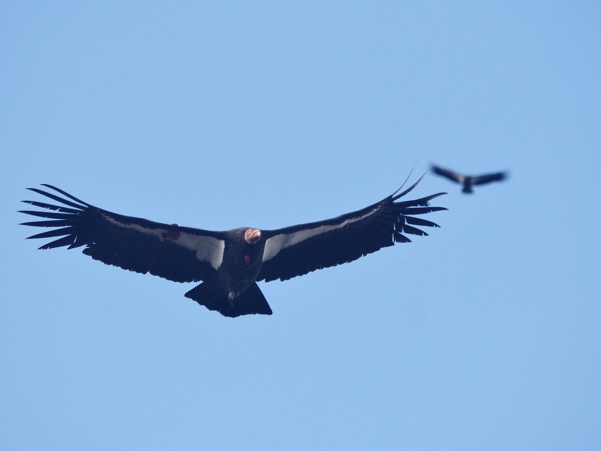 California Condor - ML647335255