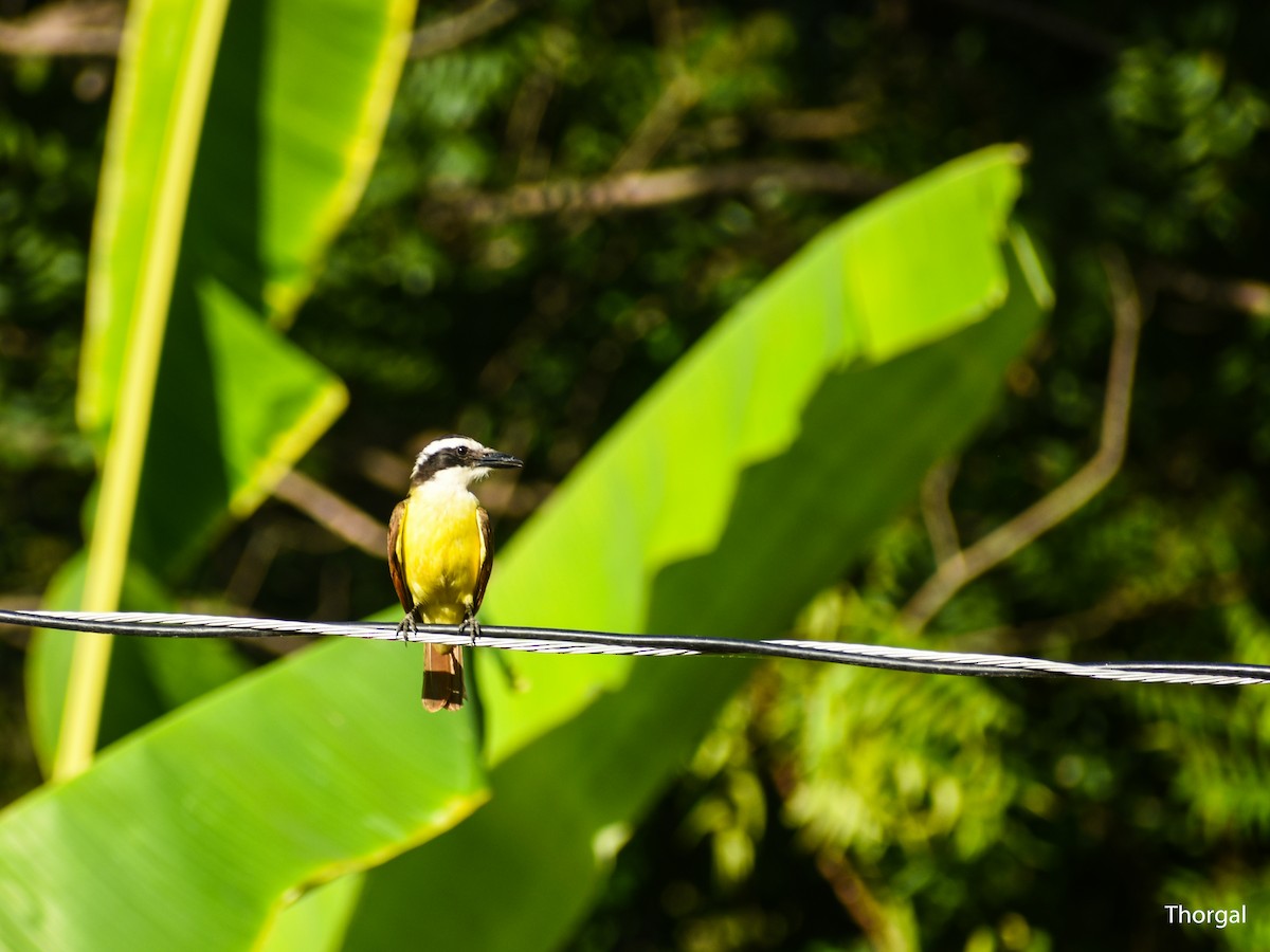 Great Kiskadee - ML647335256