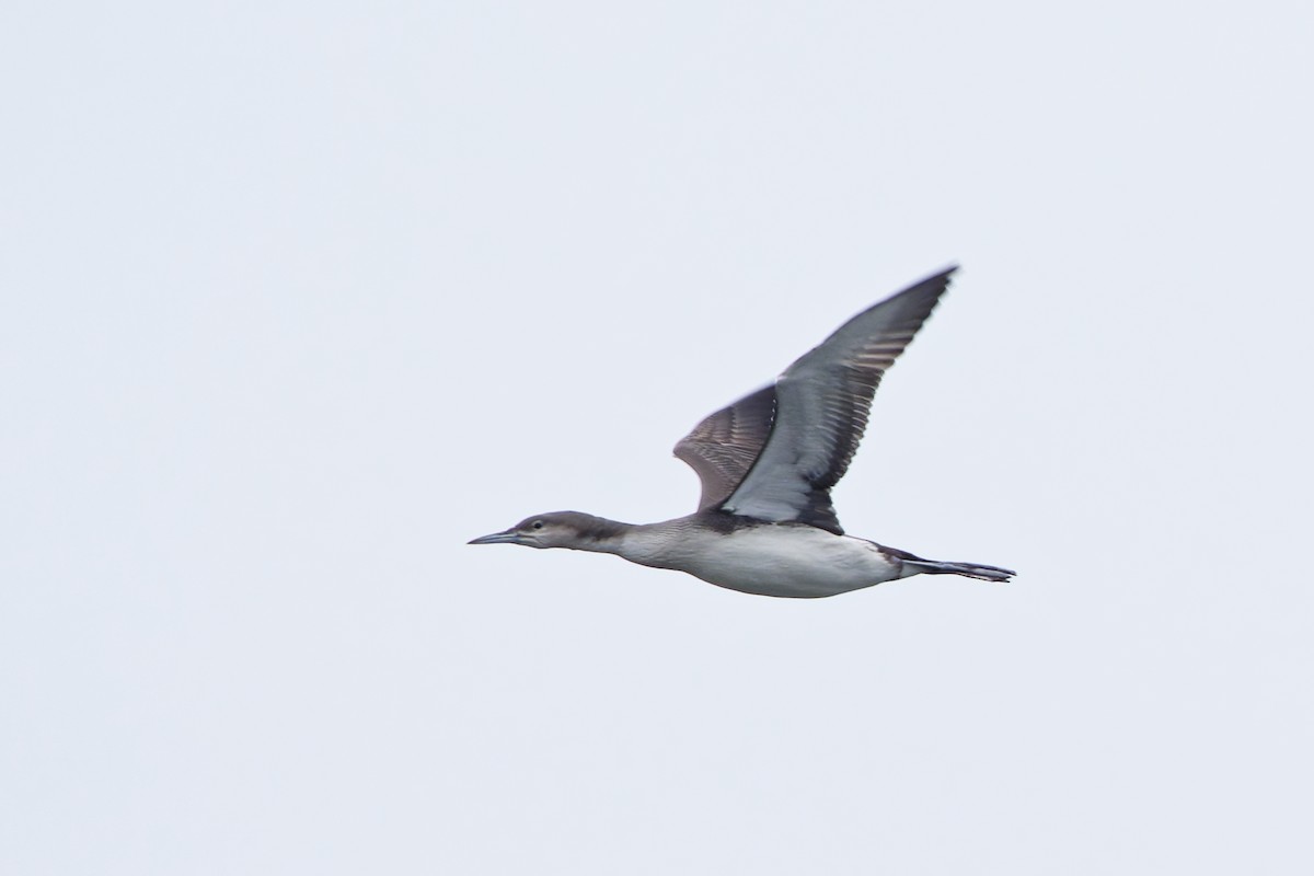 Prachttaucher - ML647335257