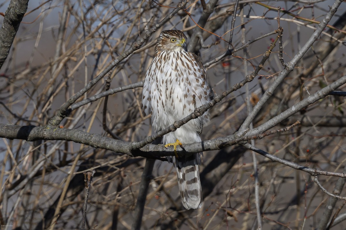 Яструб чорноголовий - ML647335262