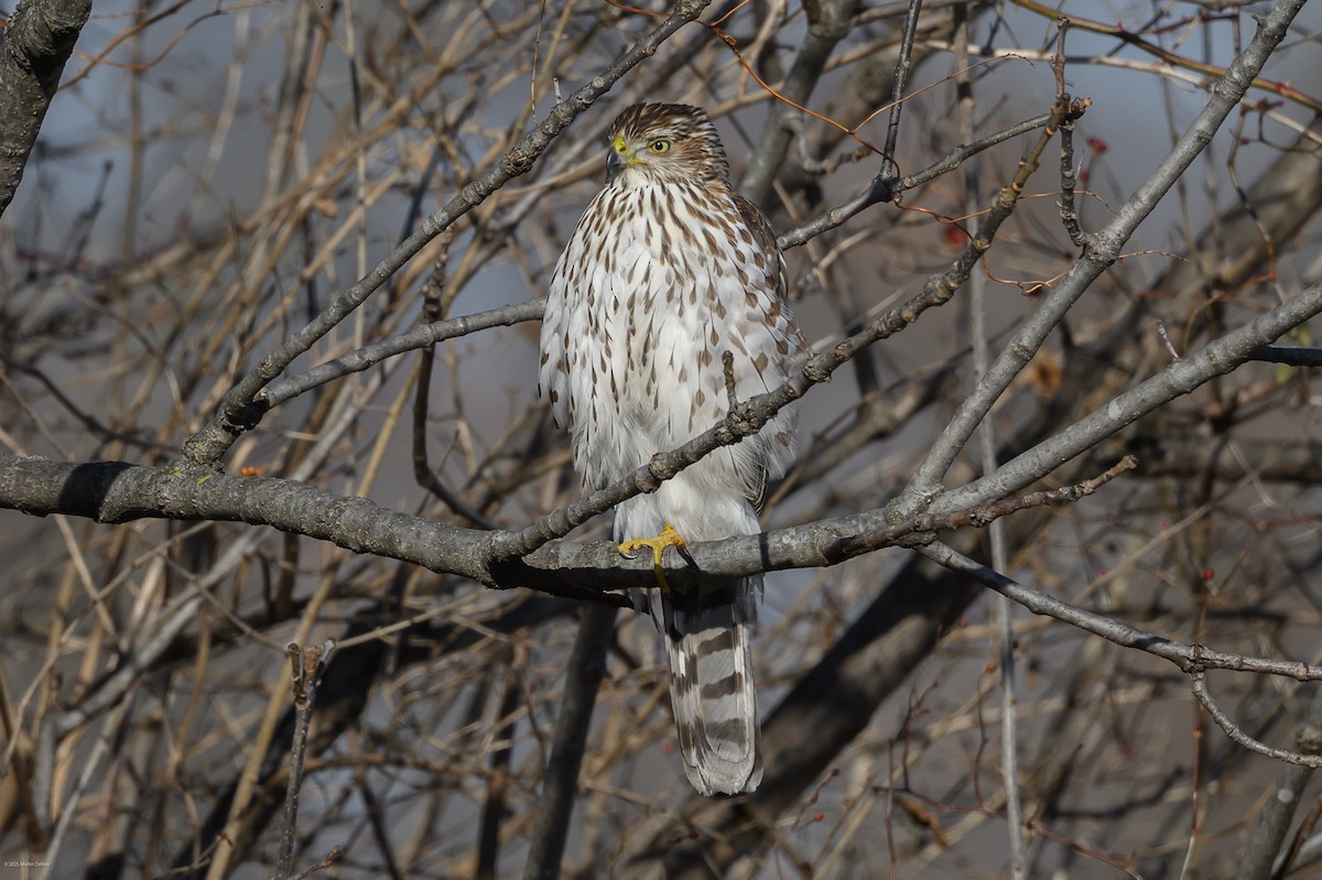 Яструб чорноголовий - ML647335263