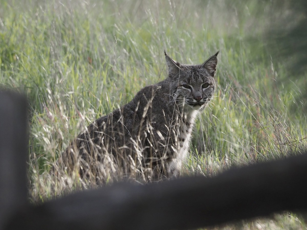 Bobcat - ML647335268