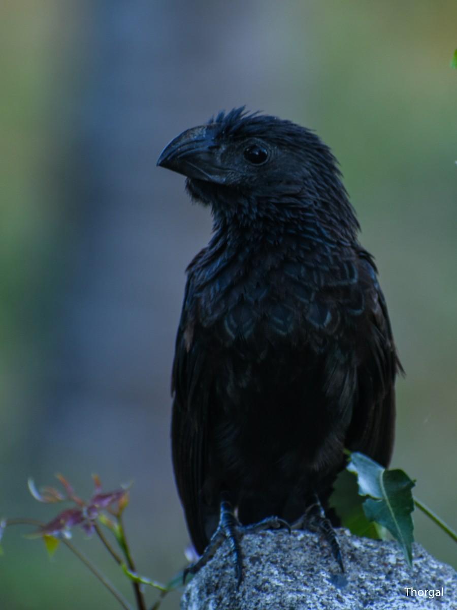 Groove-billed Ani - ML647335274