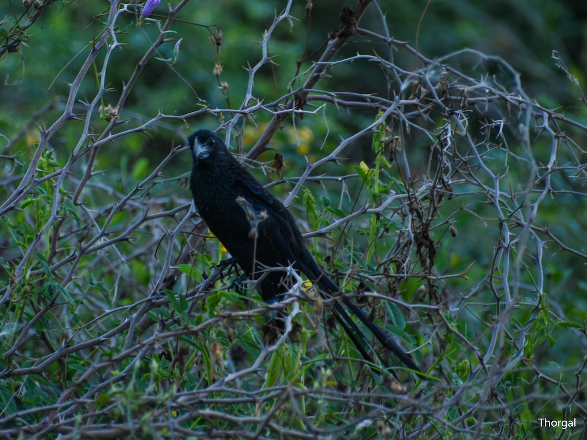 Groove-billed Ani - ML647335275