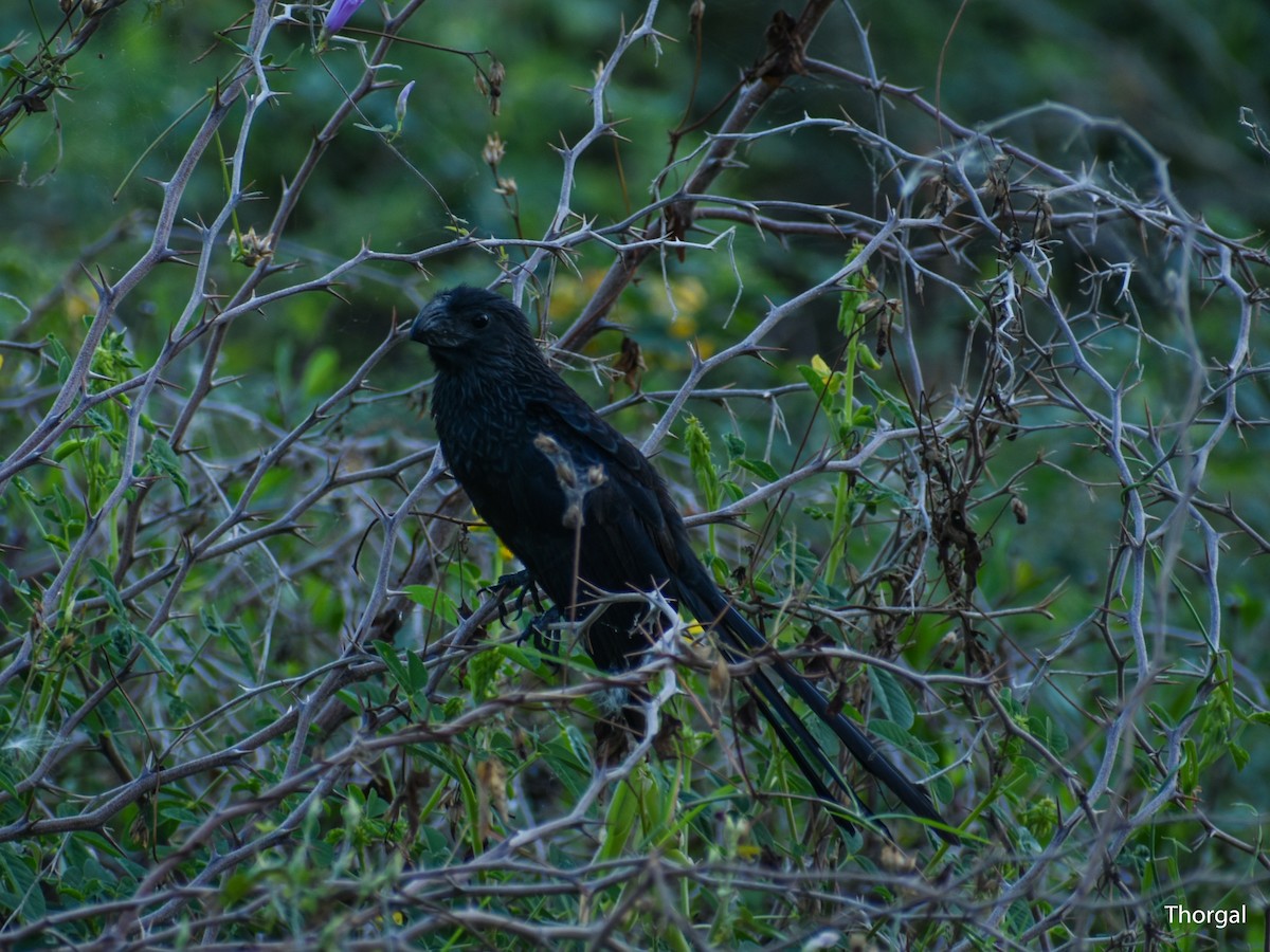 Groove-billed Ani - ML647335276