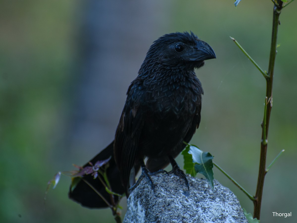 Groove-billed Ani - ML647335277