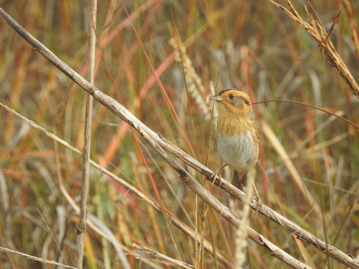 nålstjertspurv - ML647335285