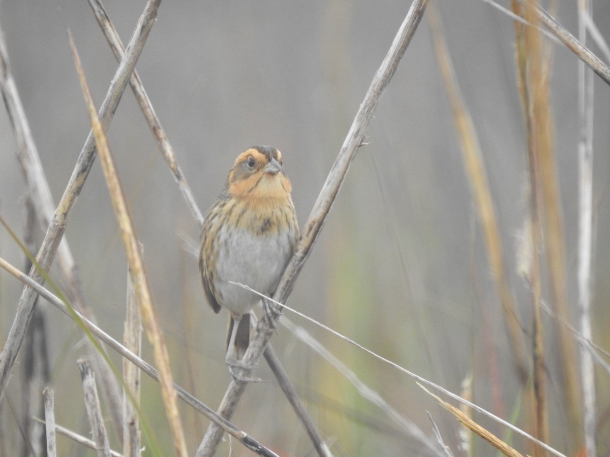 nålstjertspurv - ML647335286