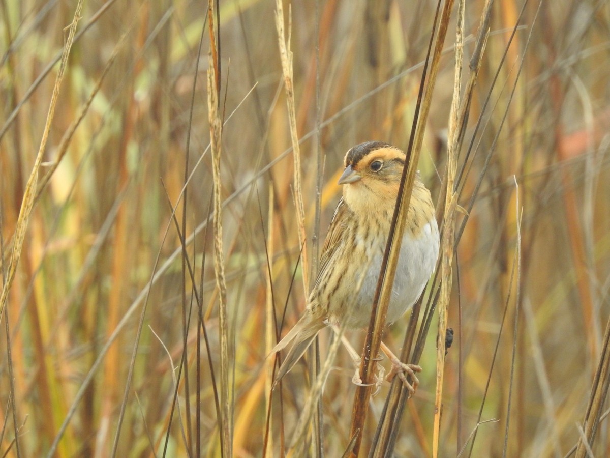 nålstjertspurv - ML647335287