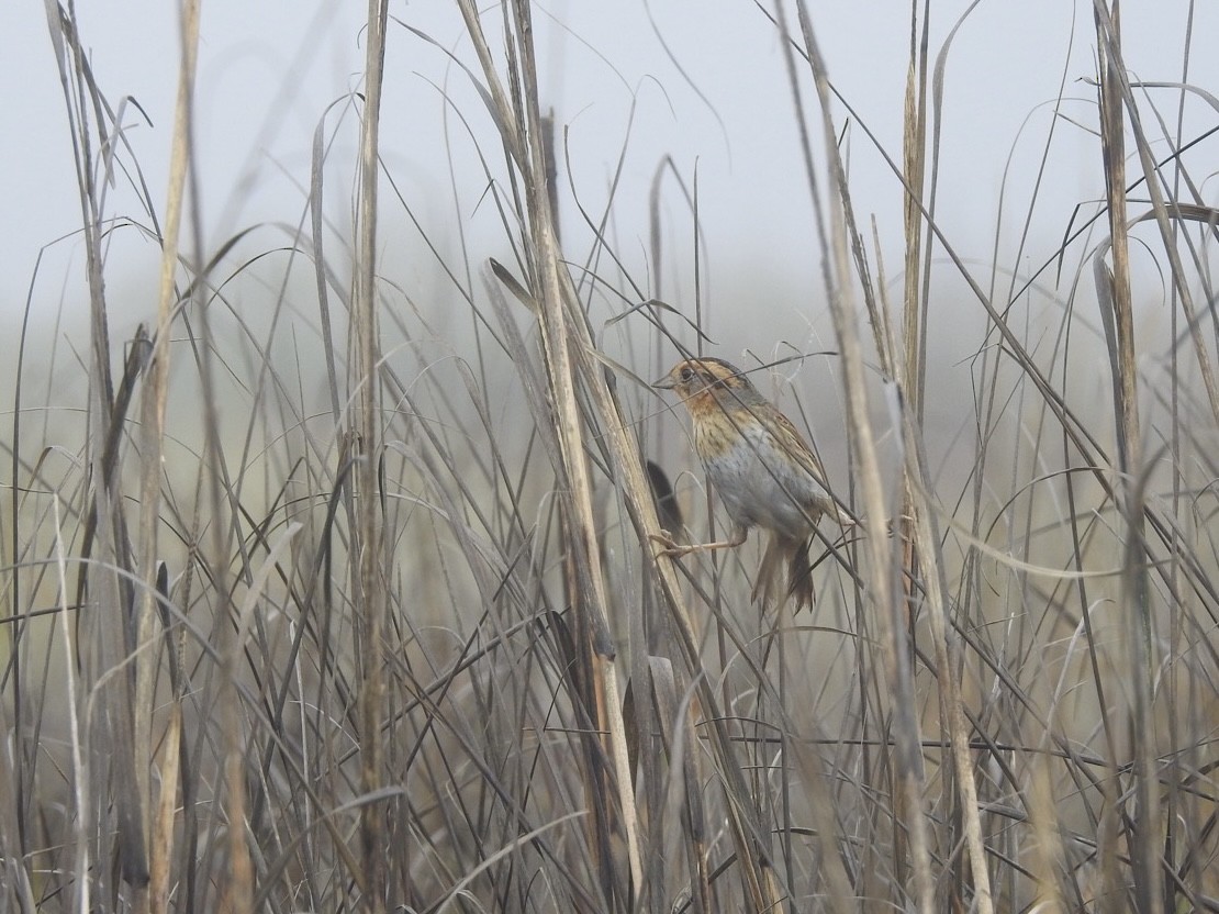 nålstjertspurv - ML647335288