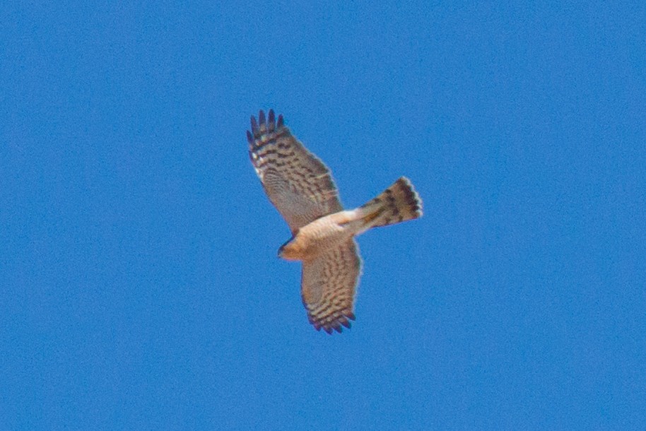Eurasian Sparrowhawk - ML647335296