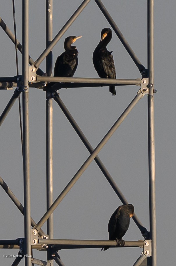 Баклан великий - ML647335297