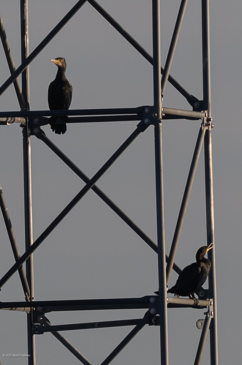 Баклан великий - ML647335298