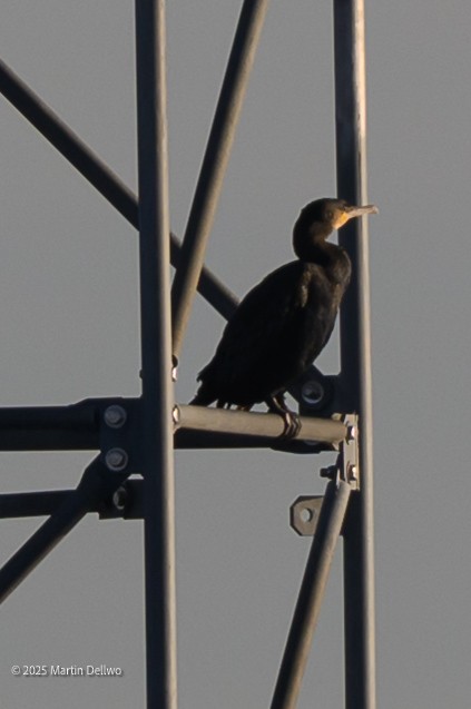 Баклан великий - ML647335299