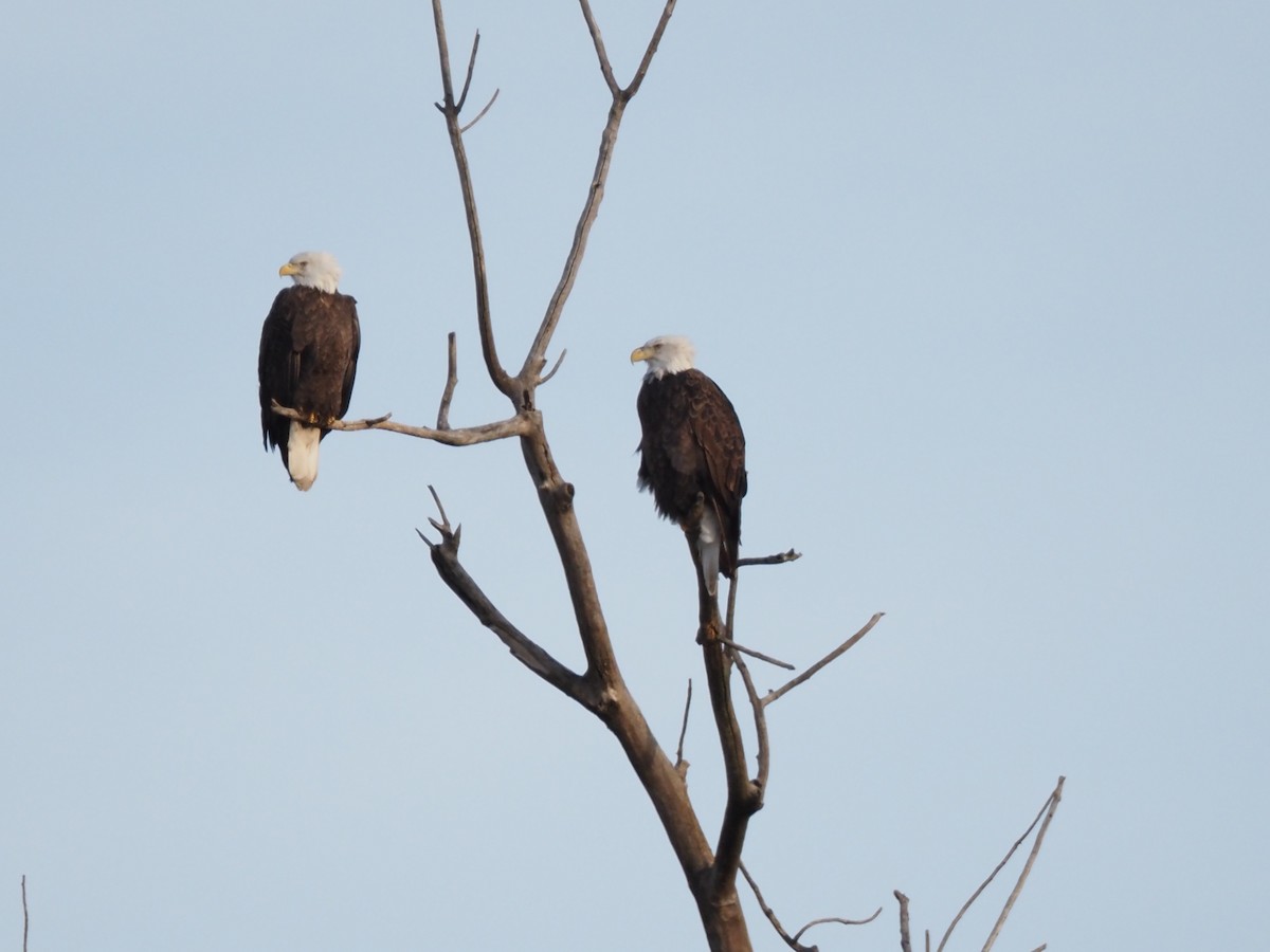 Bald Eagle - ML647335300