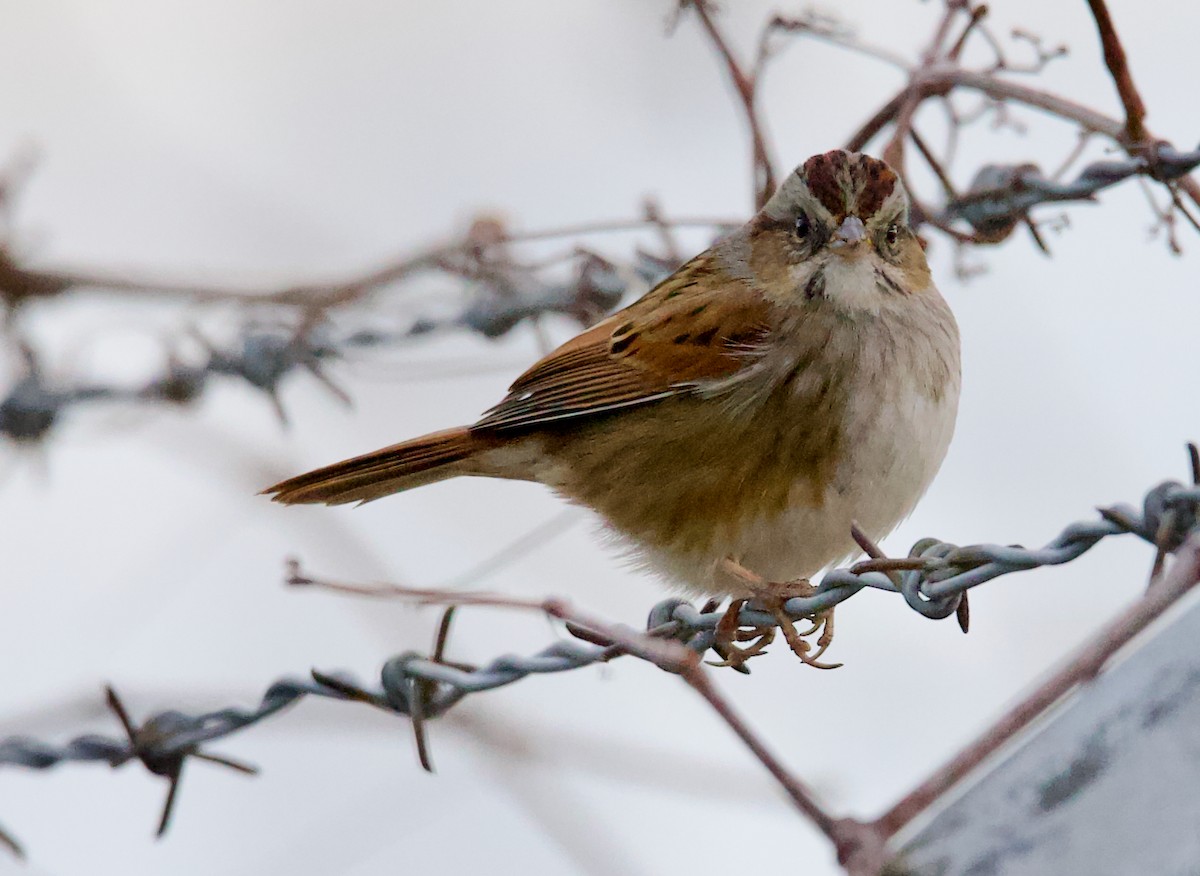 Пасовка болотяна - ML647335306