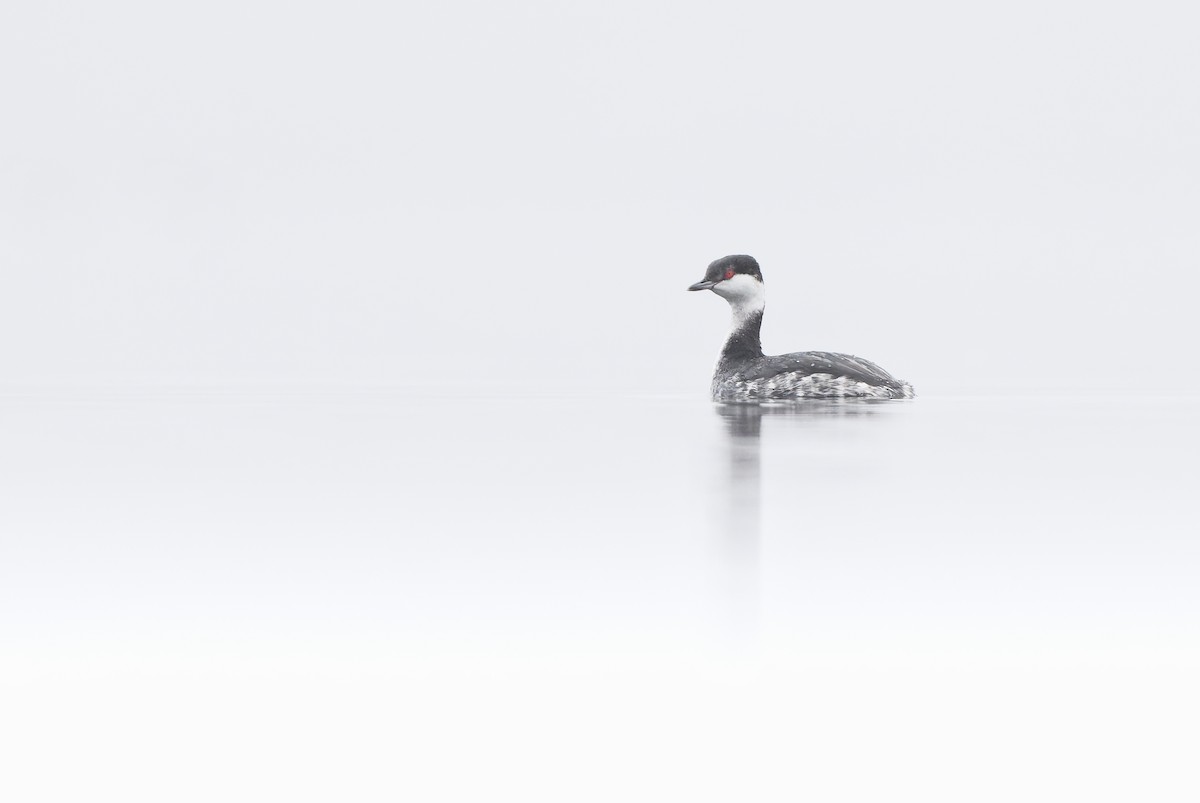 Красношейная поганка - ML647335309