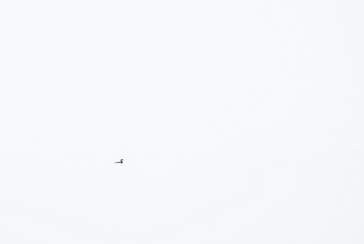 Eistaucher - ML647335324