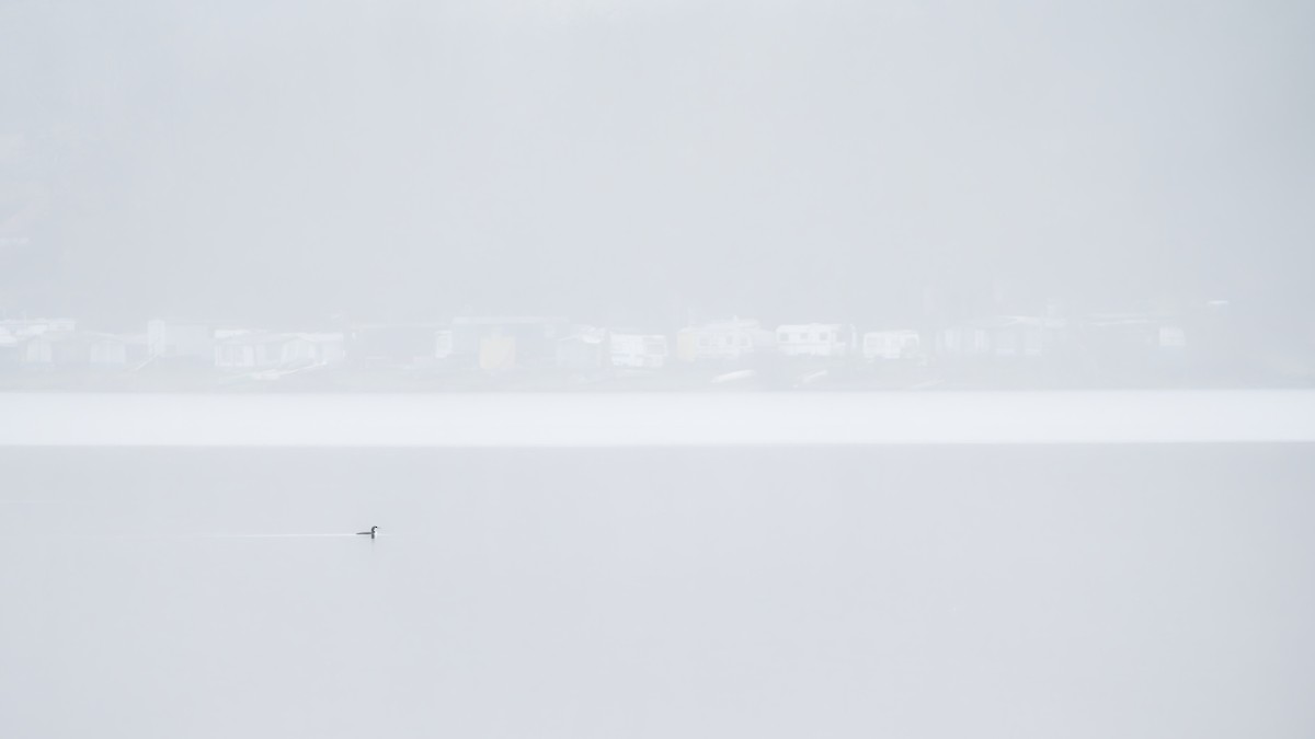 Eistaucher - ML647335325