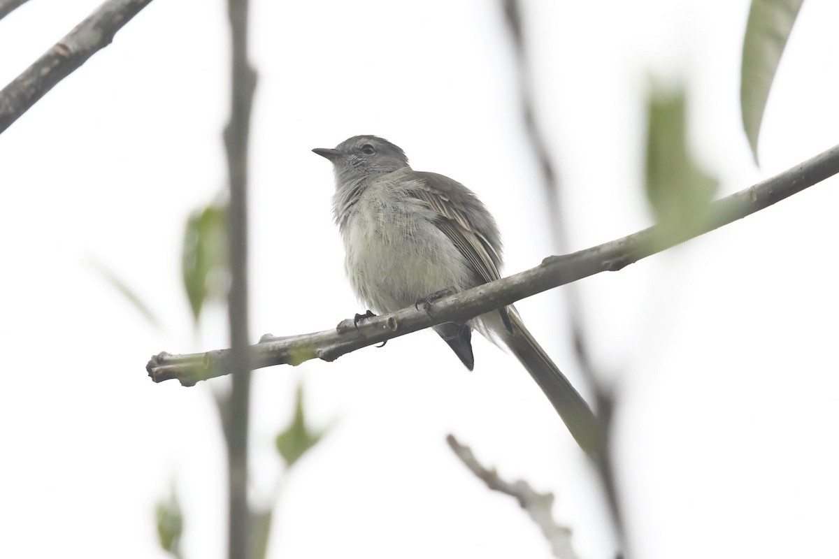 Southern Beardless-Tyrannulet - ML647335329