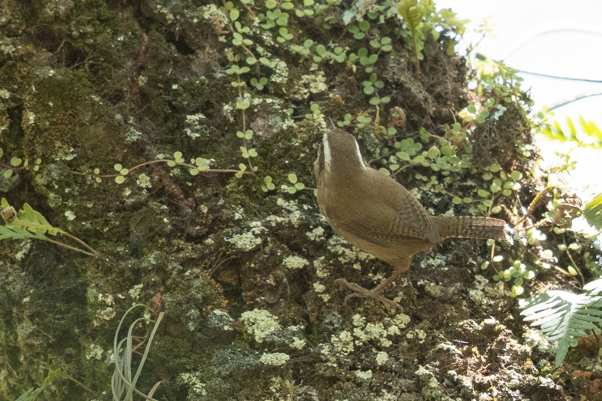 Mountain Wren - ML647335332