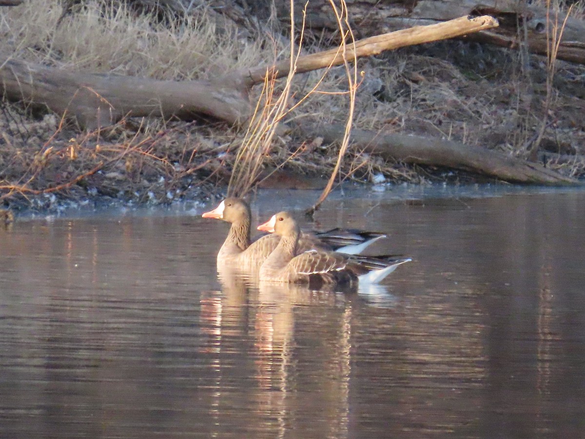 Greater White-fronted Goose - ML647335333