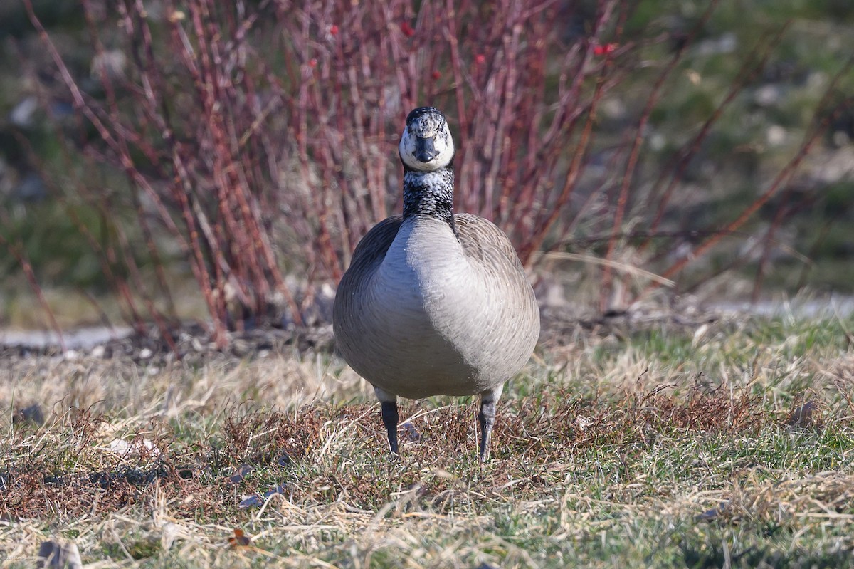 kanadagås - ML647335339