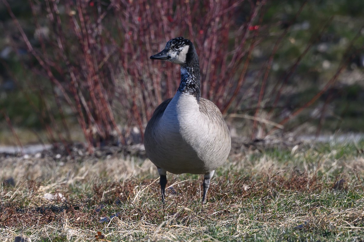 kanadagås - ML647335340