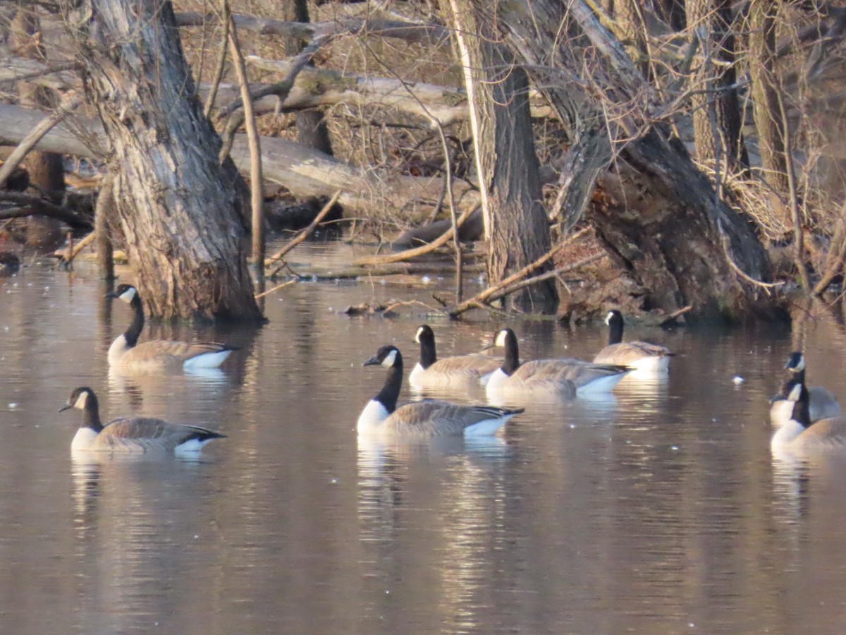 kanadagås - ML647335346