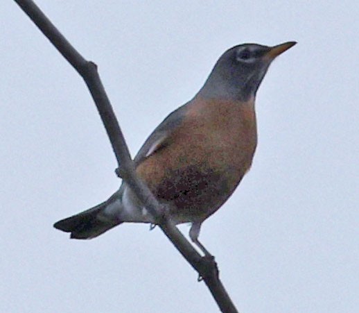American Robin - ML647335350