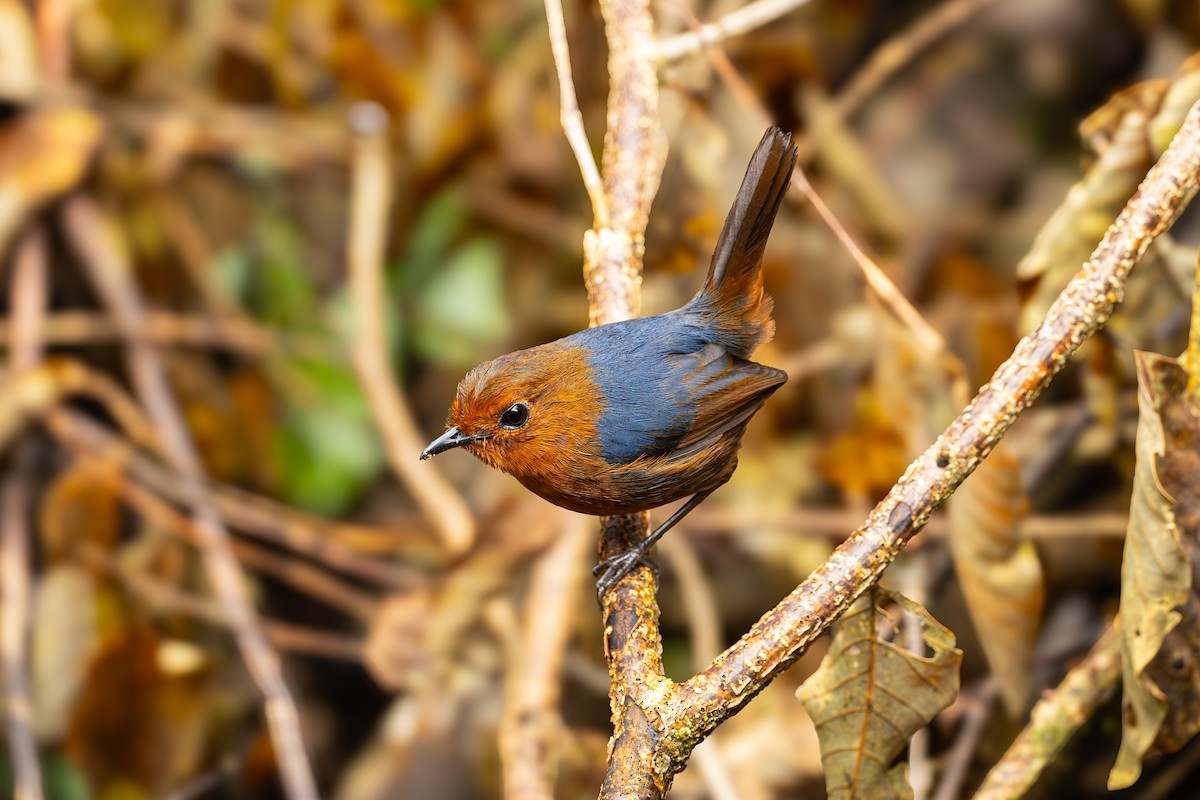 Bornean Shortwing - ML647335351