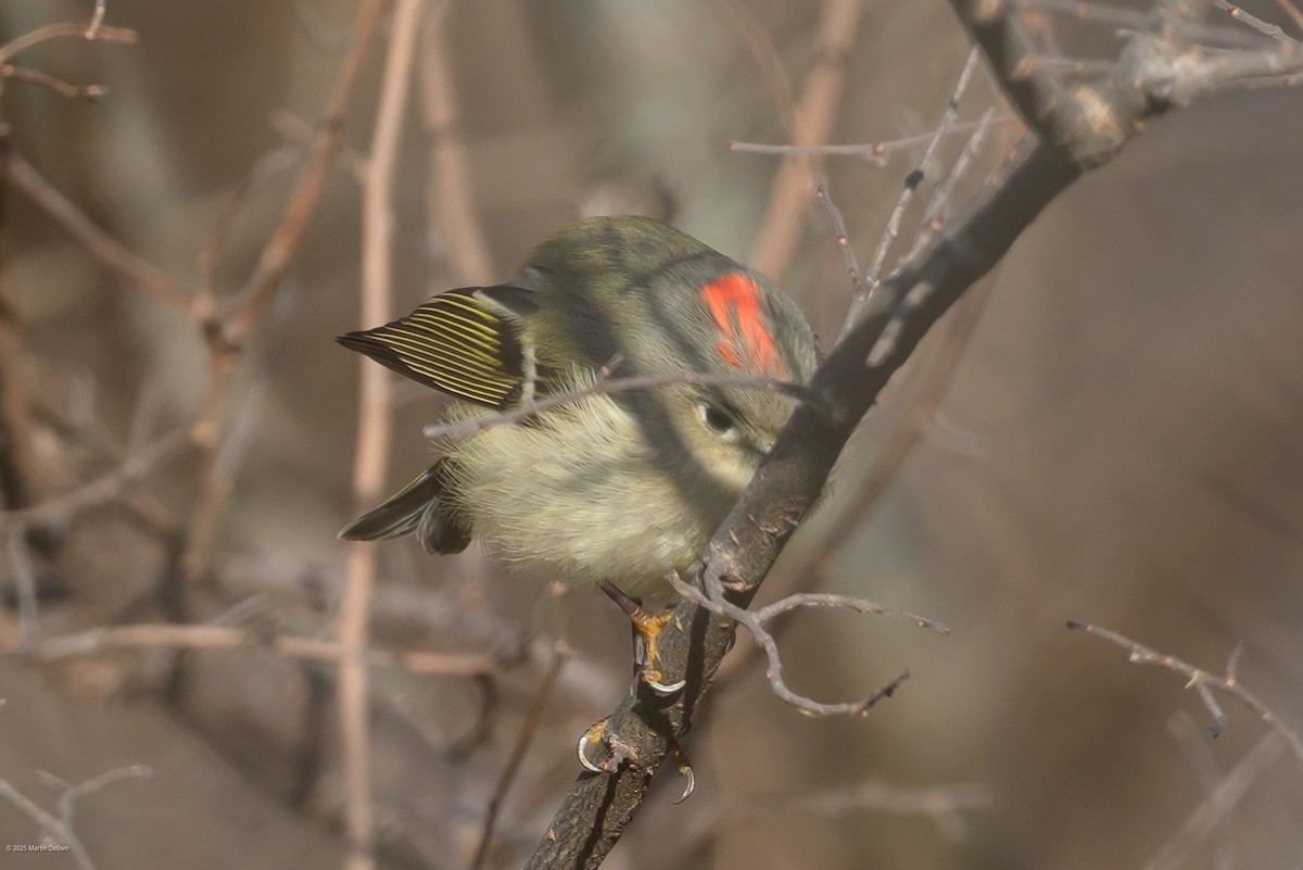 Золотомушка рубіновочуба - ML647335371