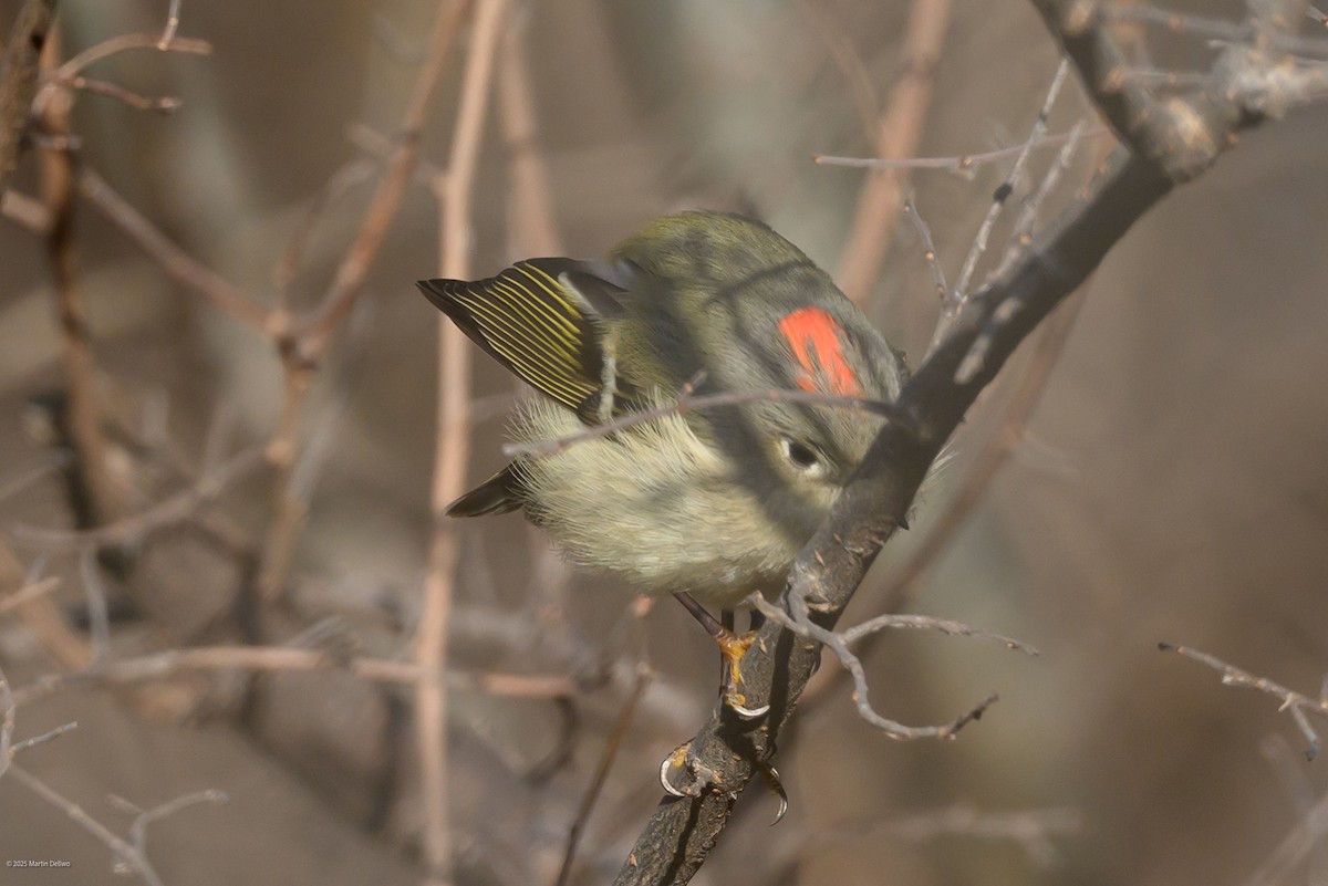 Золотомушка рубіновочуба - ML647335372