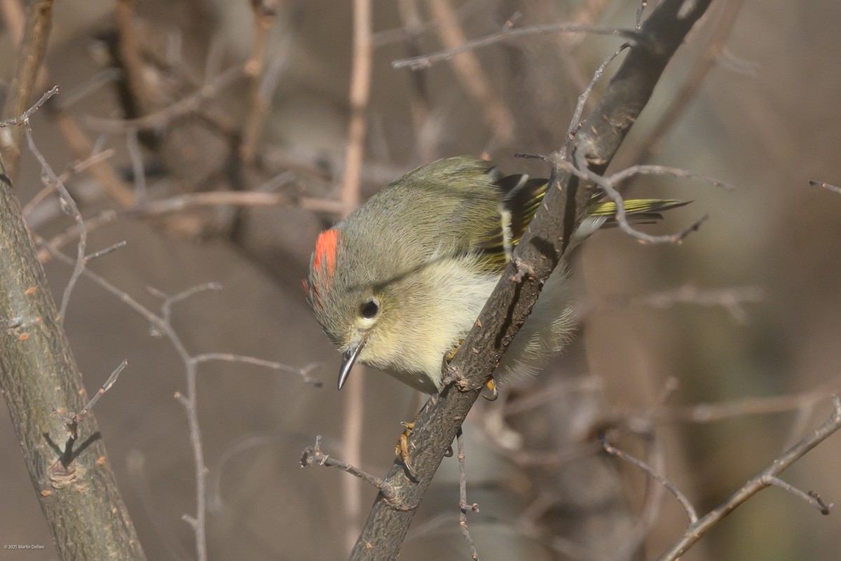 Золотомушка рубіновочуба - ML647335373