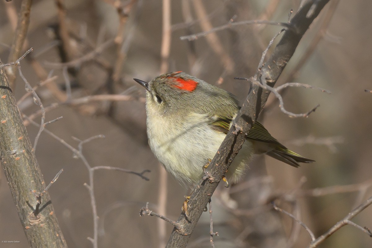 Золотомушка рубіновочуба - ML647335374