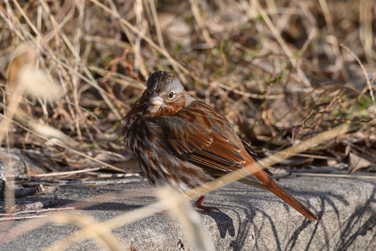 Пасовник рябогрудий (підвид iliaca/zaboria) - ML647335381
